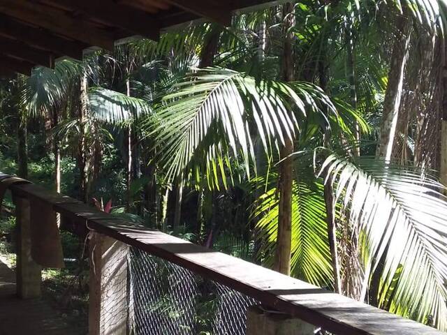 #196 - Chácara para Venda em Morretes - PR - 3
